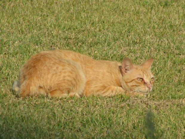 Orange cat at Kitahama park